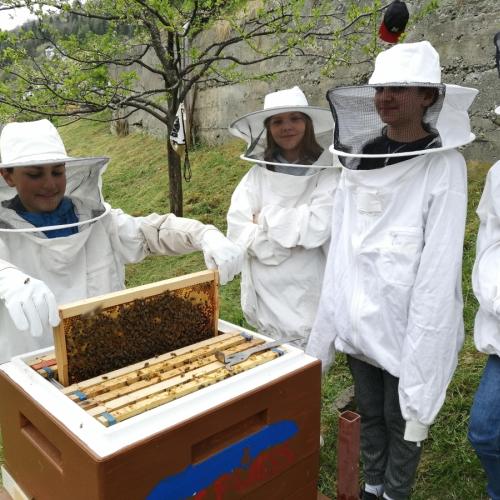 Bienenprojekt